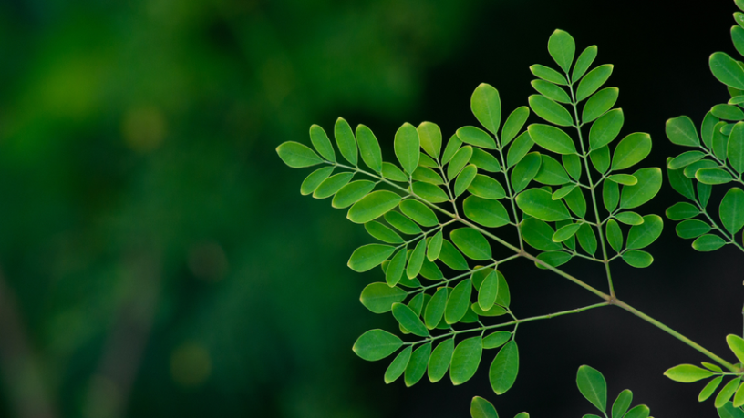 Antik Miras Modern Soruna Çözüm Oluyor: Moringa Tohumları Mikroplastikleri Temizliyor (Kardeş Haber)