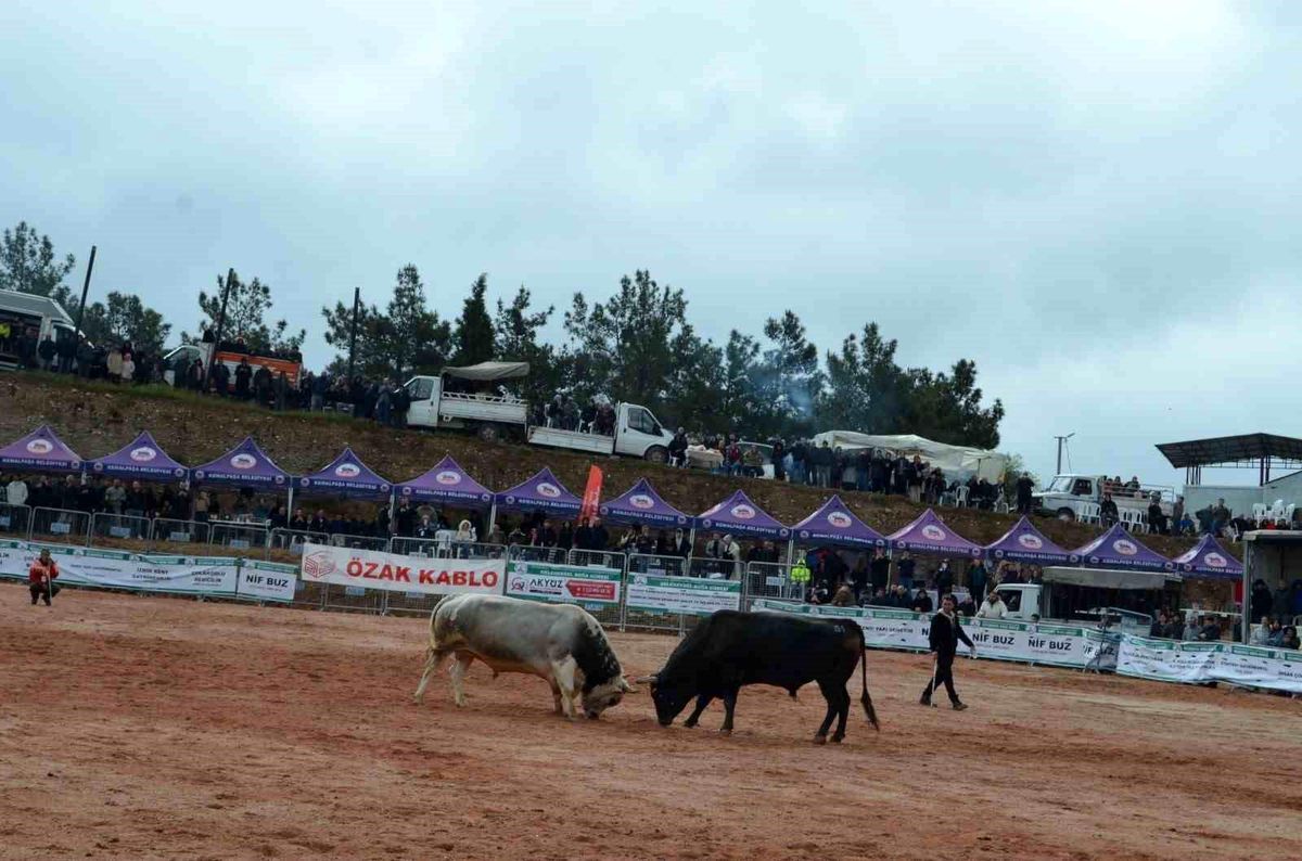 İzmir’de 3. Boğa Güreşleri Festivali Coşkusu Yaşandı